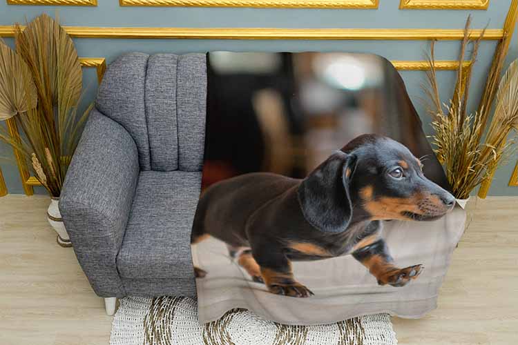 Плед «Маленьке цуценя такси. A small dachshund puppy»