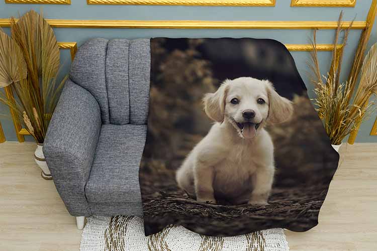 Плед «Маленький лабрадор. Little labrador»