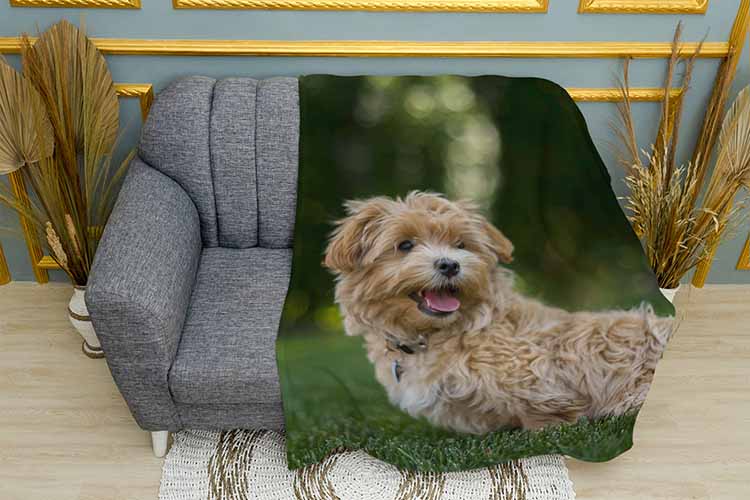 Плед «Милий мальтіпу. Cute maltipoo»