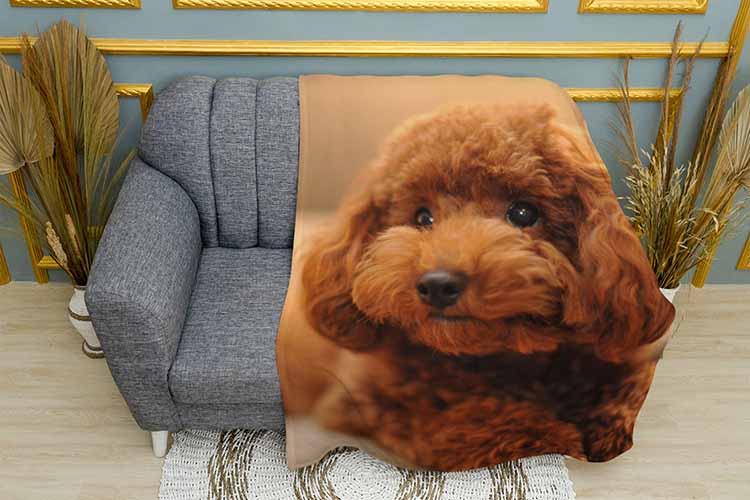 Плед «Рудий пудель. Red poodle»