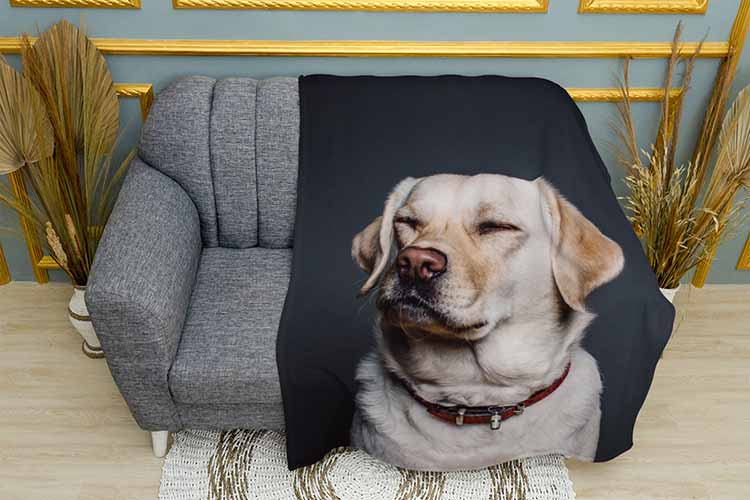 Плед «Великий лабрадор. Big labrador»