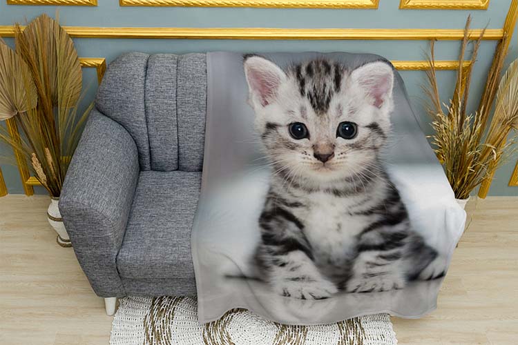 myle-malenke-koshenia.-cute-little-kitten.jpg