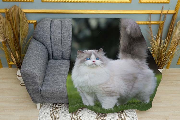 pukhnastyi-kit.-blakytni-ochi.-fluffy-cat.-blue-eyes.jpg